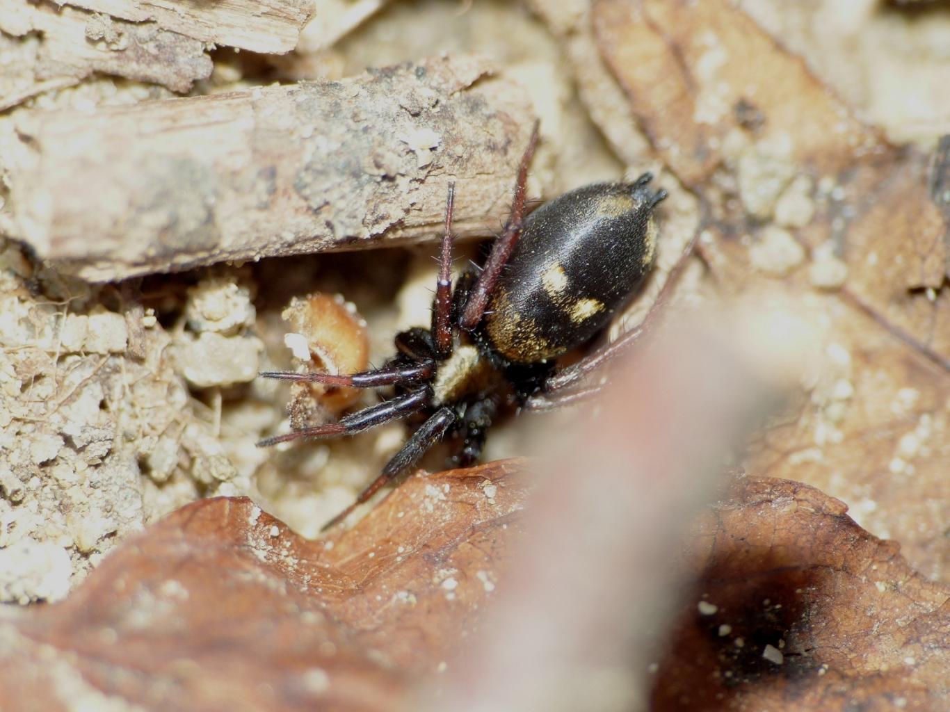 Callilepis sp. - Sasso Marconi (BO)